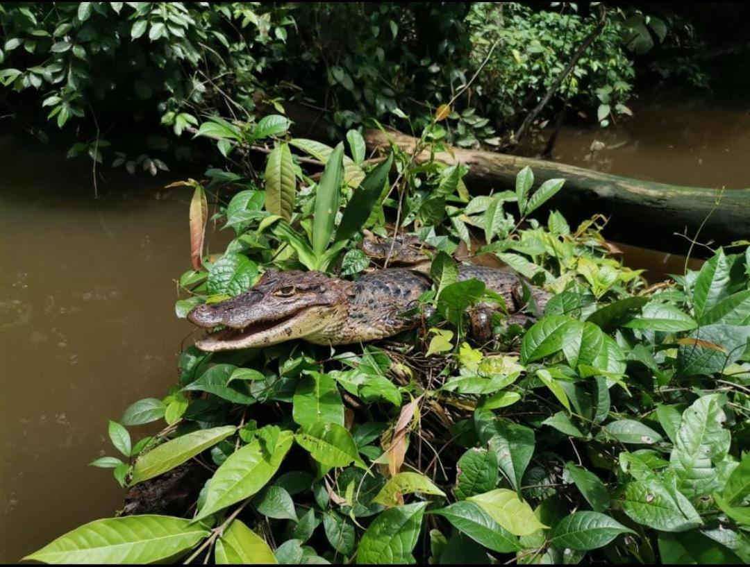 Casa Marbella Villa Tortuguero Eksteriør bilde