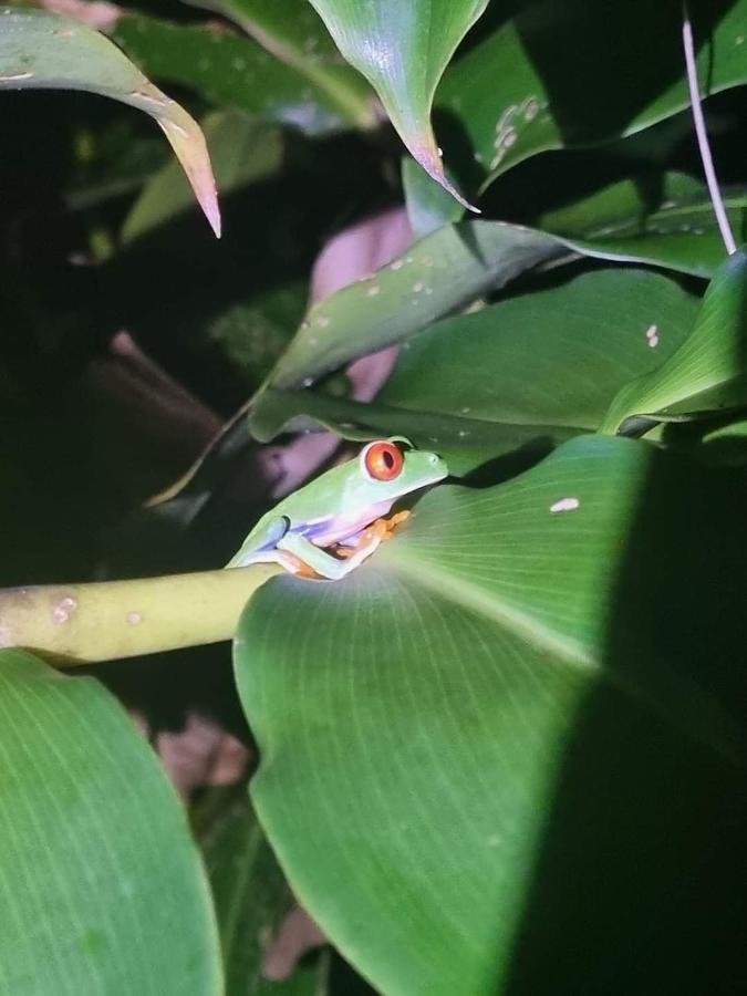 Casa Marbella Villa Tortuguero Eksteriør bilde