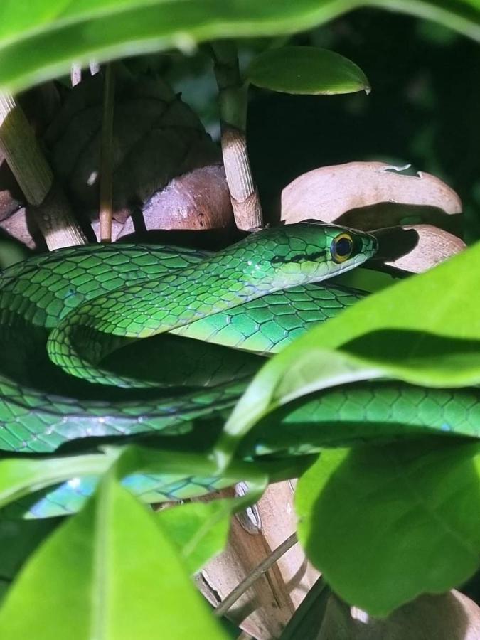 Casa Marbella Villa Tortuguero Eksteriør bilde